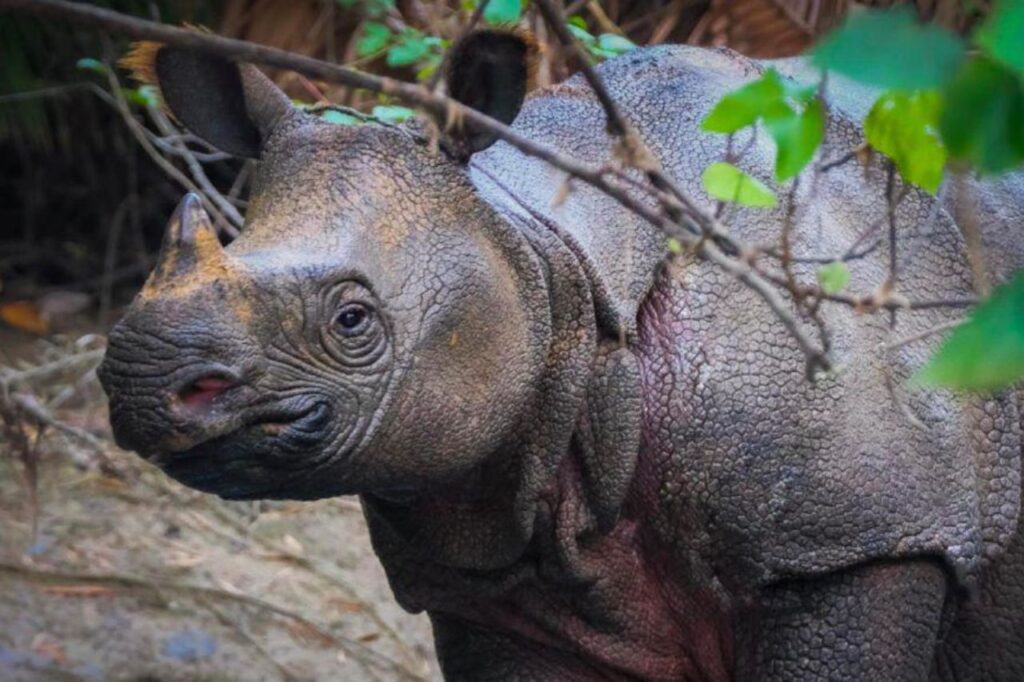 javan rhino