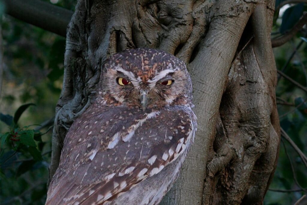 elf owl