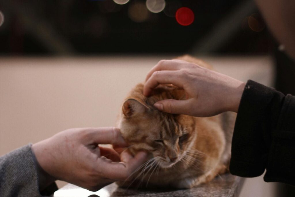 cat purr