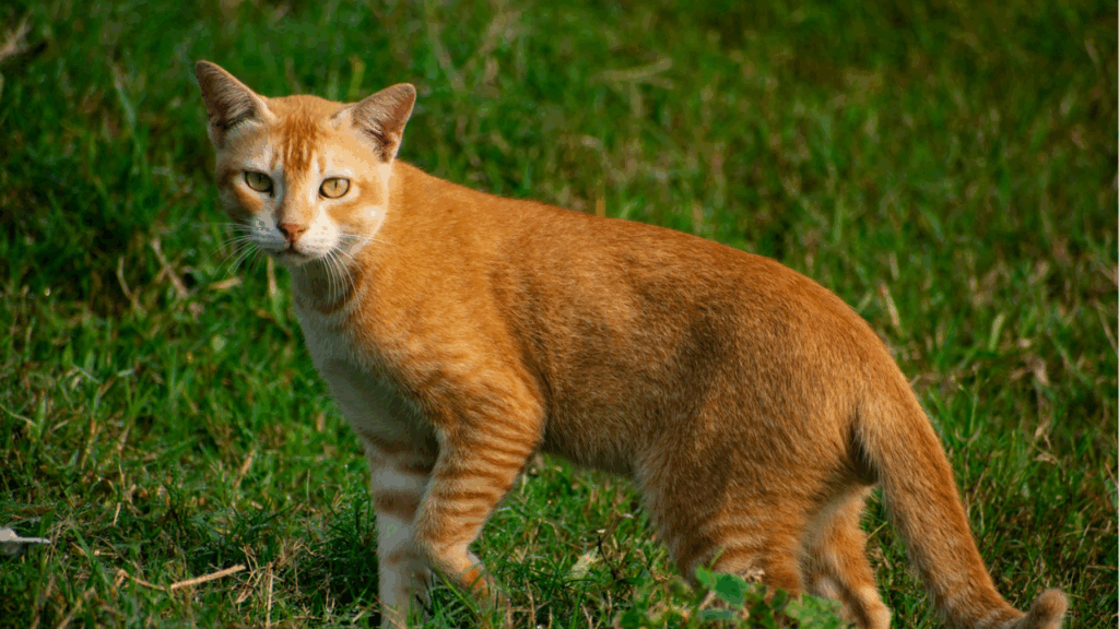 curious Abyssinian cat active