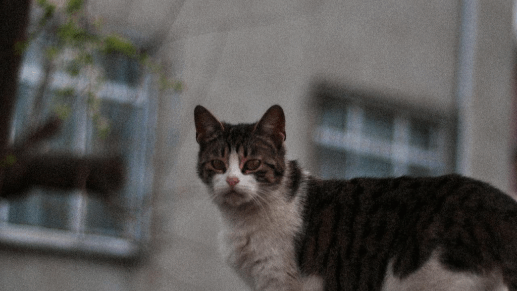 American Wirehair