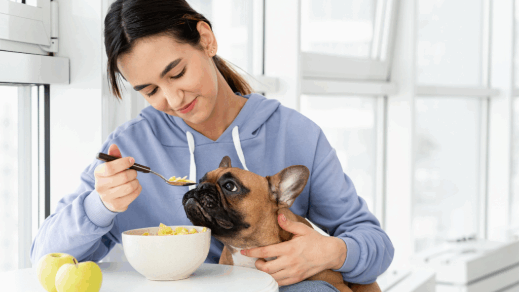 French bulldog eating