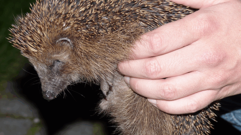 Hedgehog