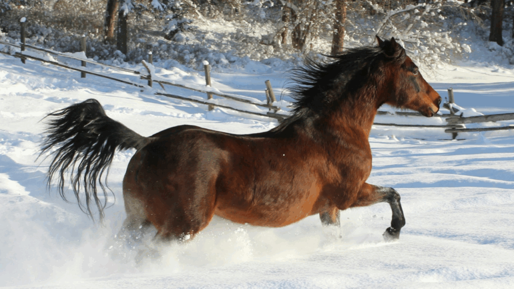 Morgan Horse