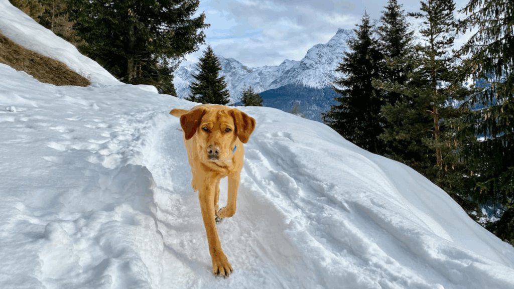 Labrador Retriever