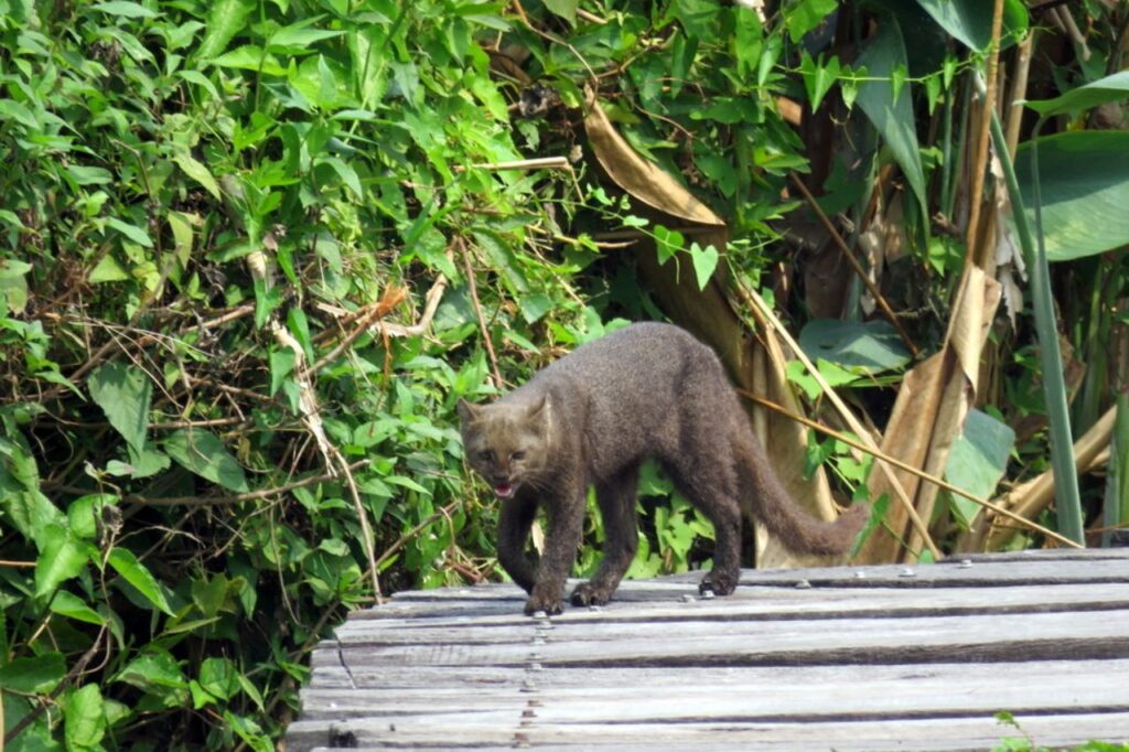 jaguarundi