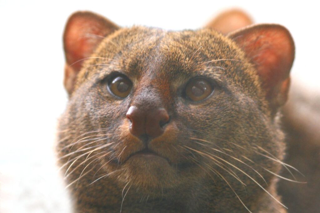 Jaguarundi