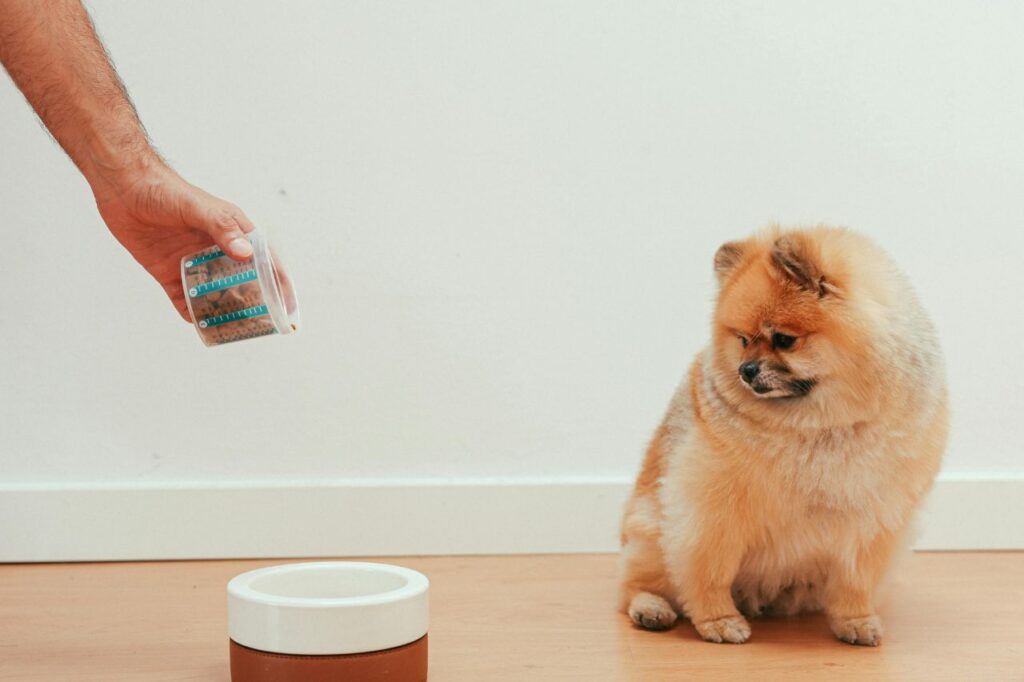 dog food