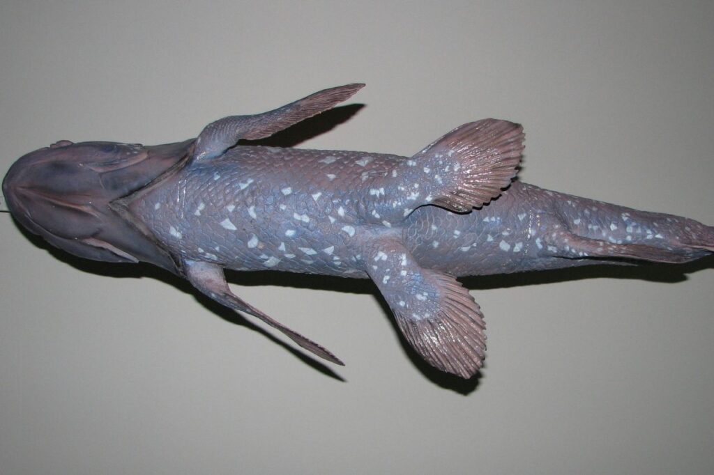 coelacanth