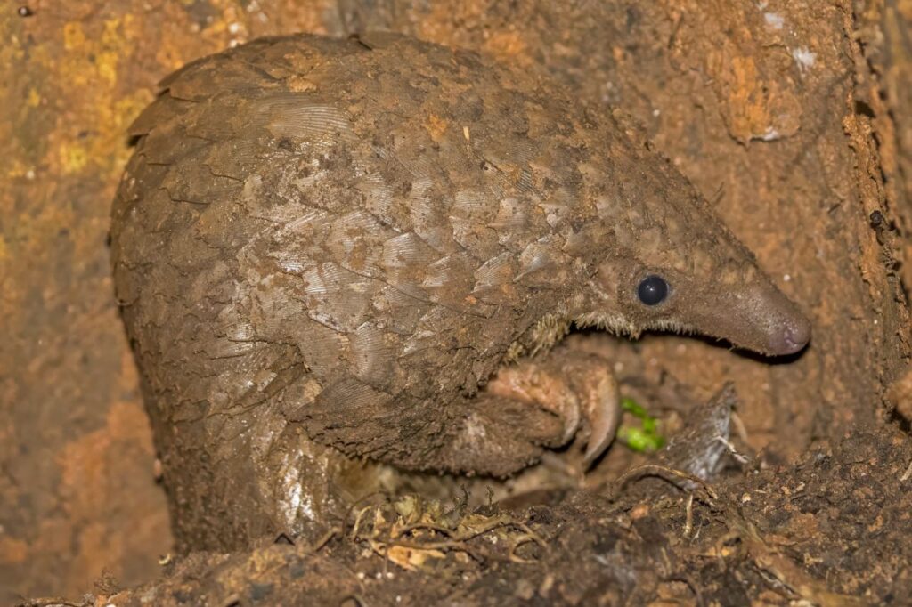 pangolin