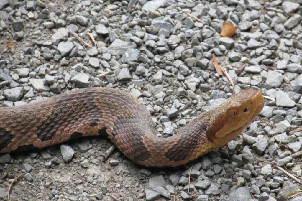 copperhead