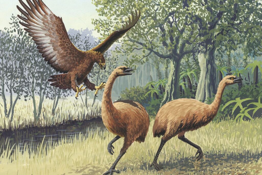 Moa