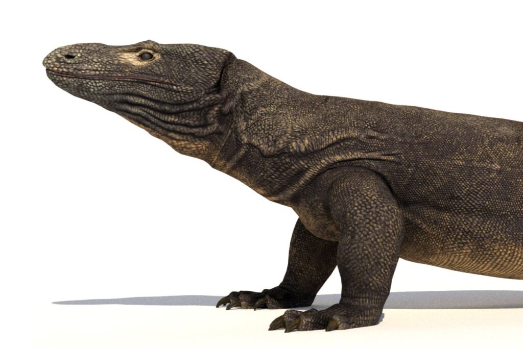 Megalania