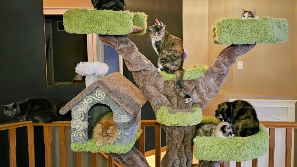 Cat Tree