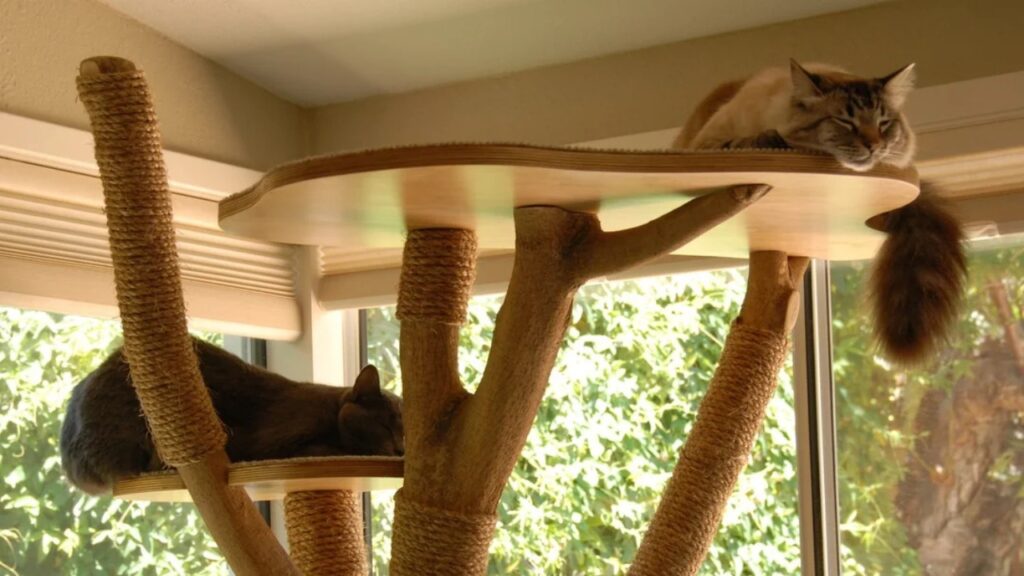 Cat scratch post