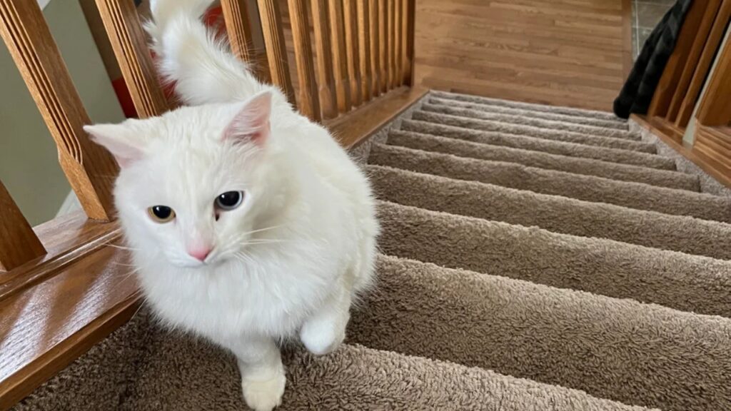 Cat Scratch post Carpet