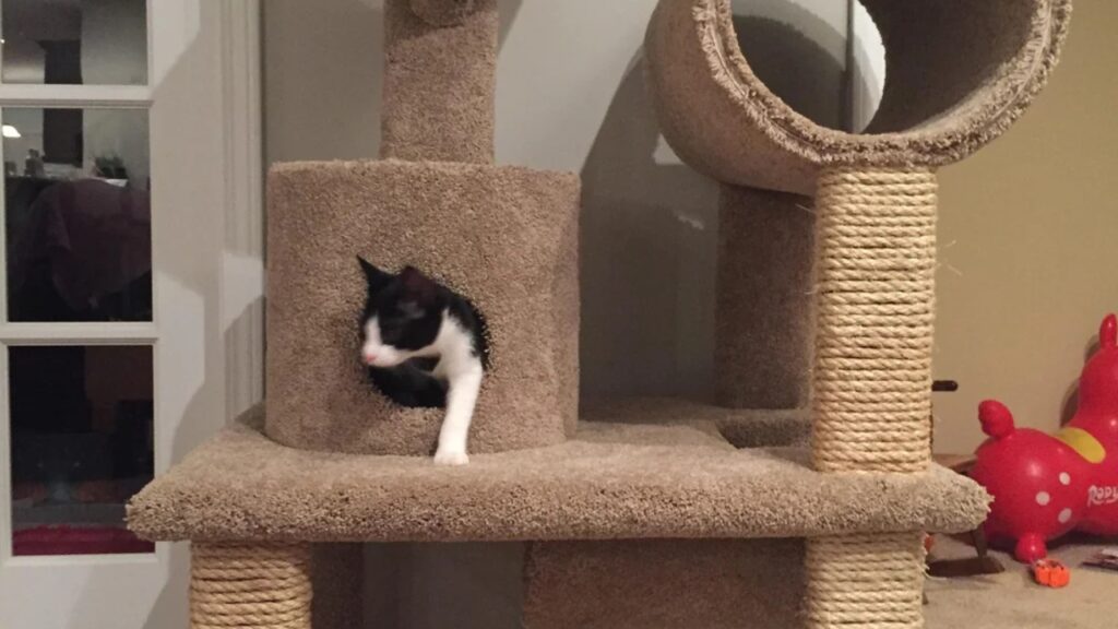 Ca Condor Scratch Post