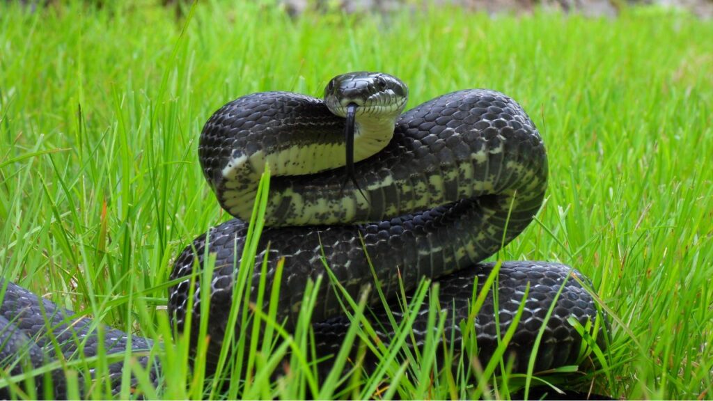 Rat Snake