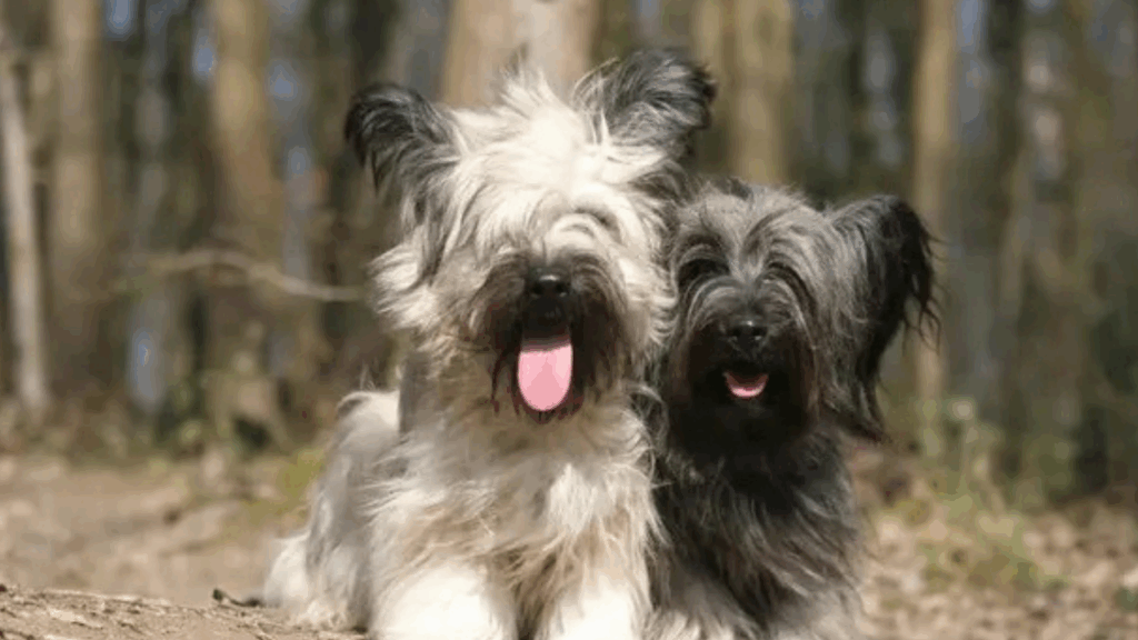 Skye Terrier