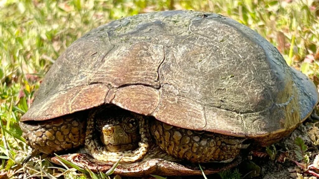 Western Pond Turtle