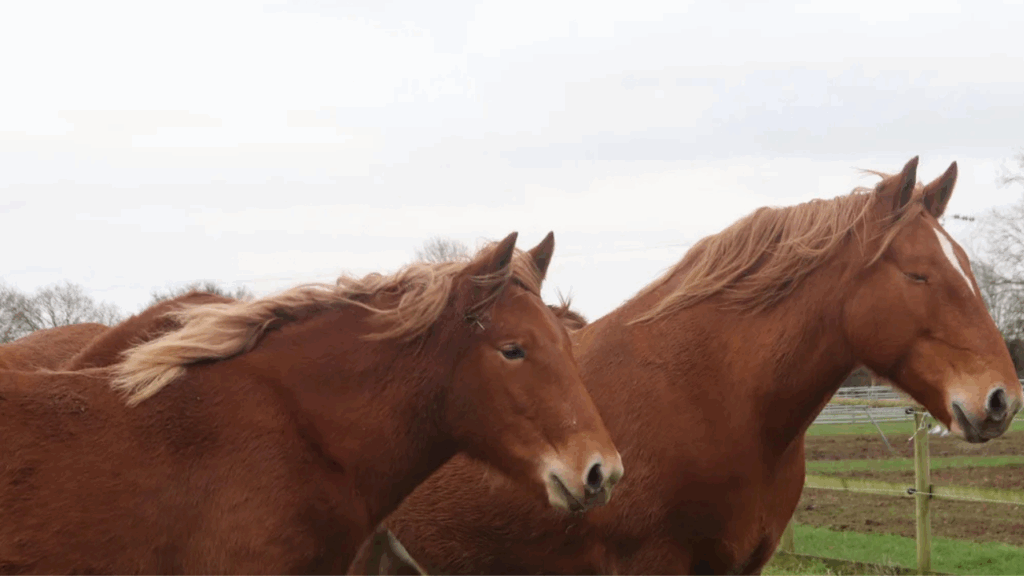 Suffolk Punch horse