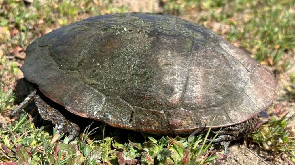 Western Pond Turtle