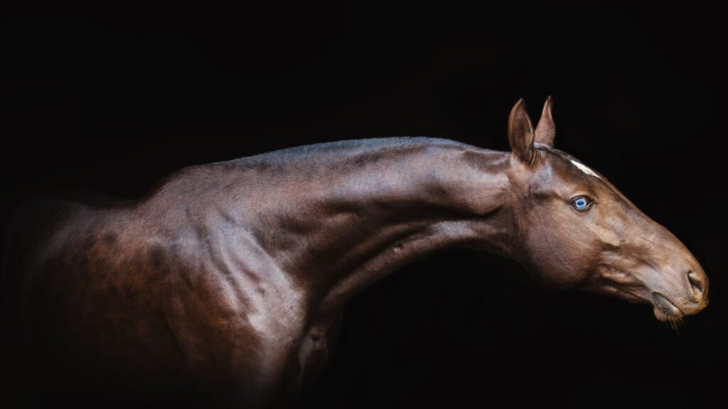 Akhal teke