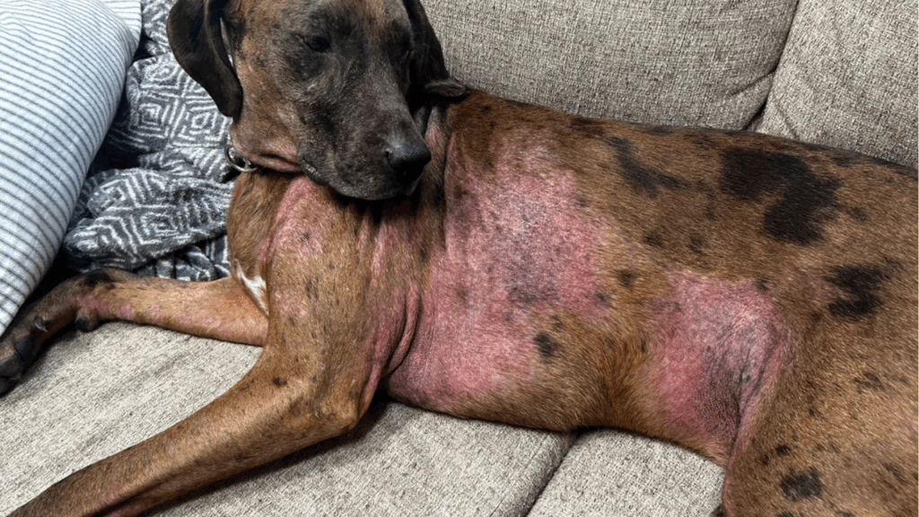 Dog allergy symptoms