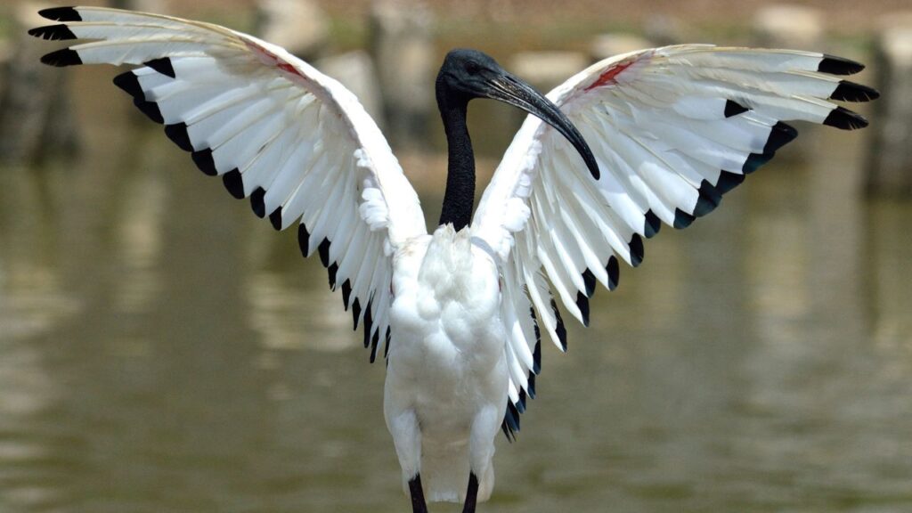 Wood Stork