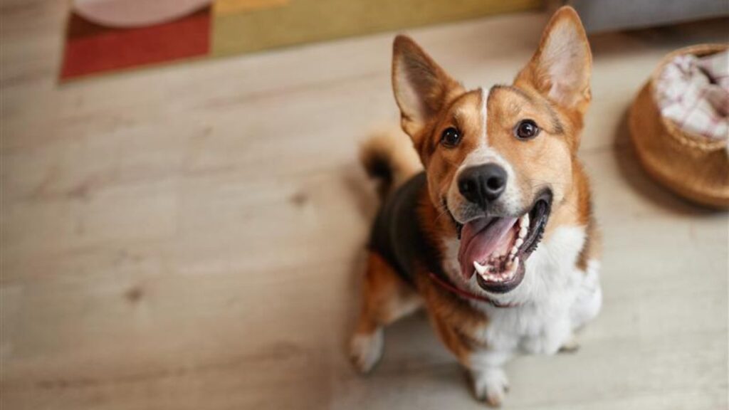 Happy Dog
