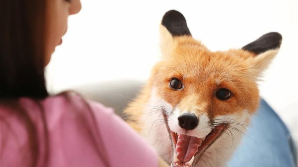 Pet Fox
