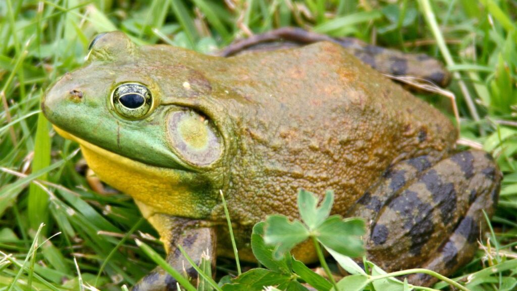 Bullfrog