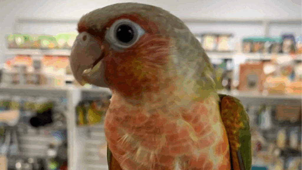 Pineapple Conure