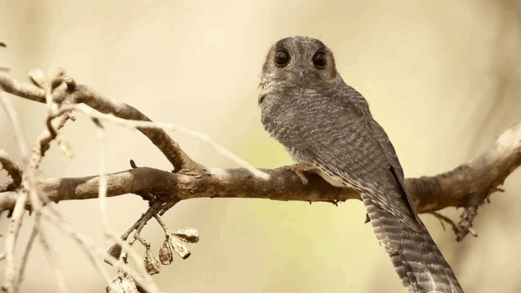 New Caledonian Owlet-Nightjar