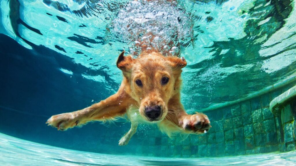golden retriever