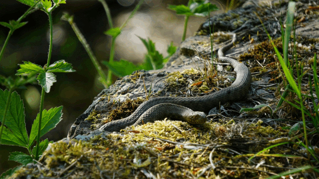 Rattlesnake