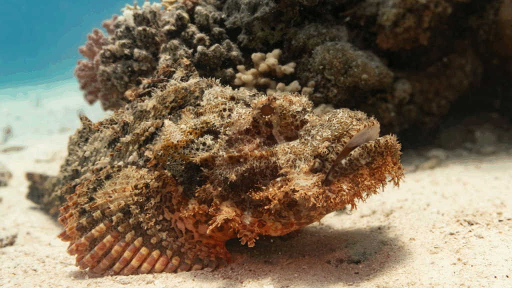 Stonefish