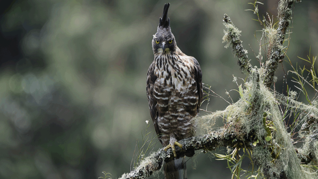 Javan Hawk-Eagle