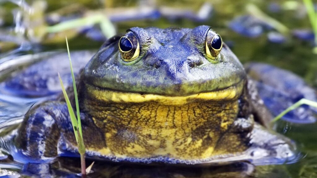 Bullfrog