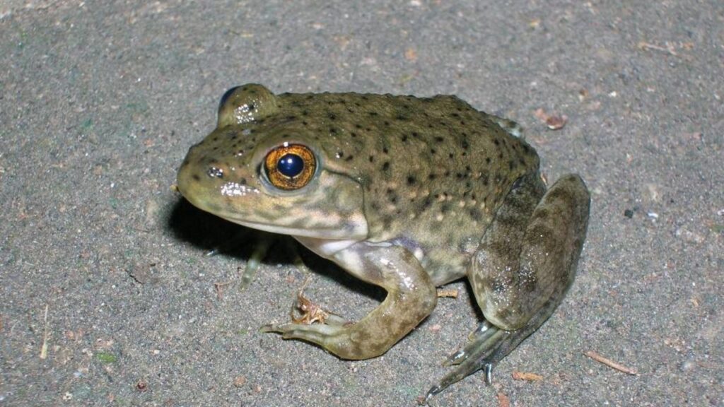 Bullfrog