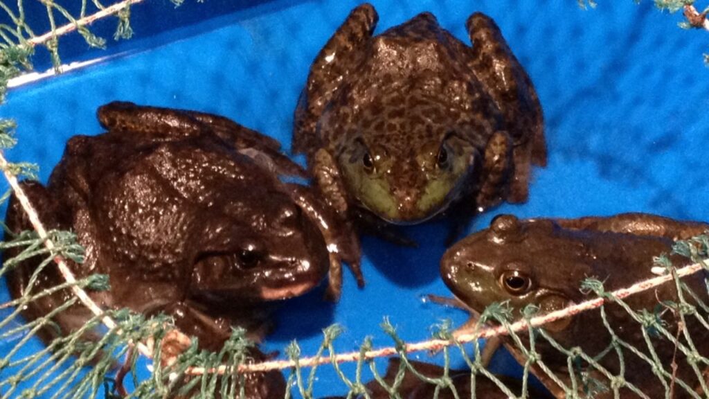 Bullfrog