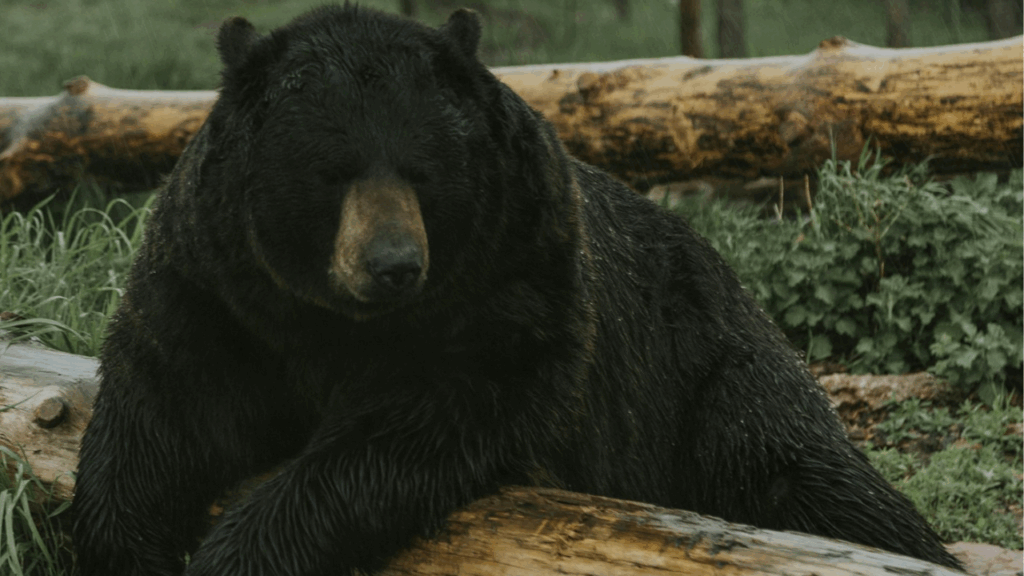 Black bear Sequoia National Park