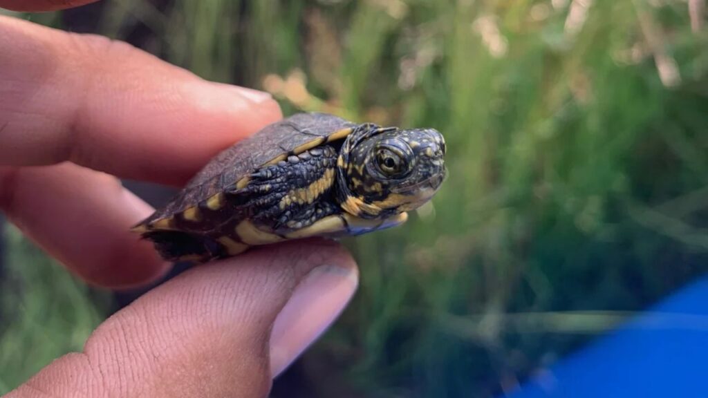 Western Pond Turtle