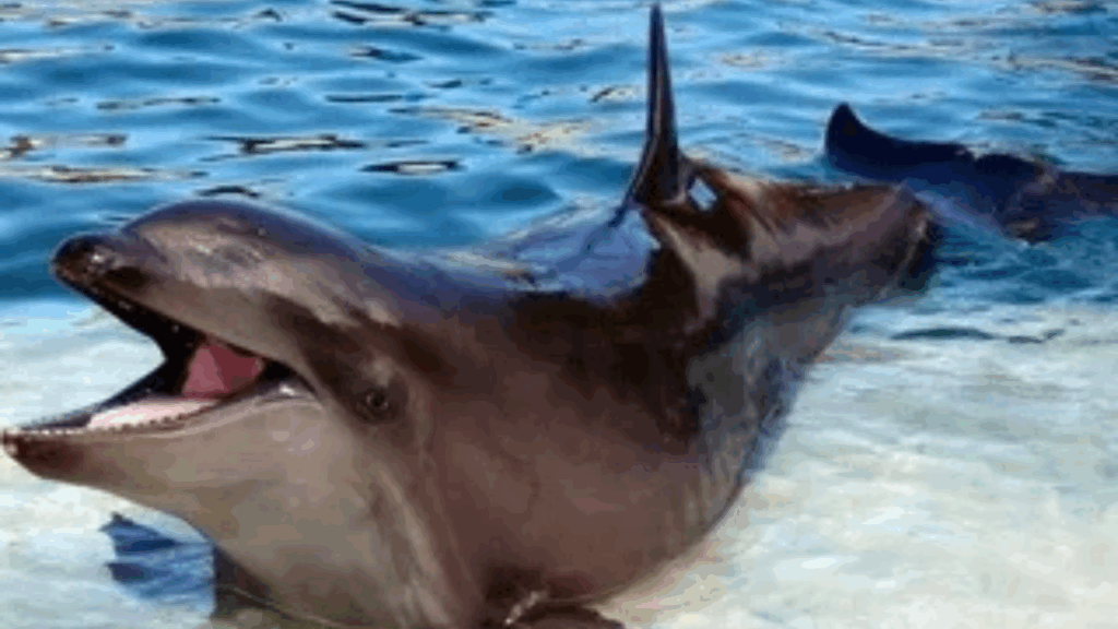Wholphin