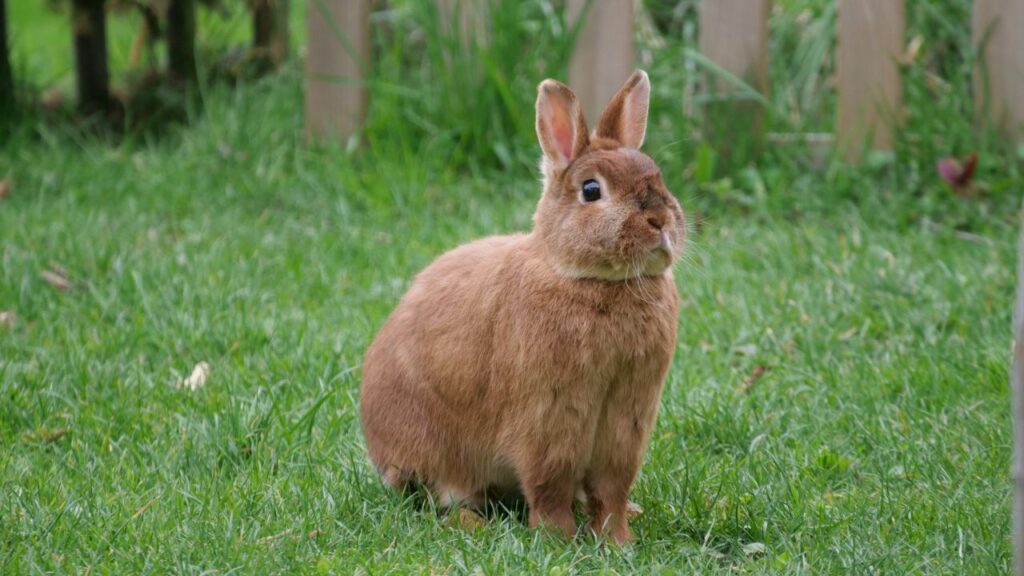 Pet Rabbit