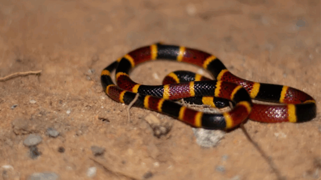 Coral Snake