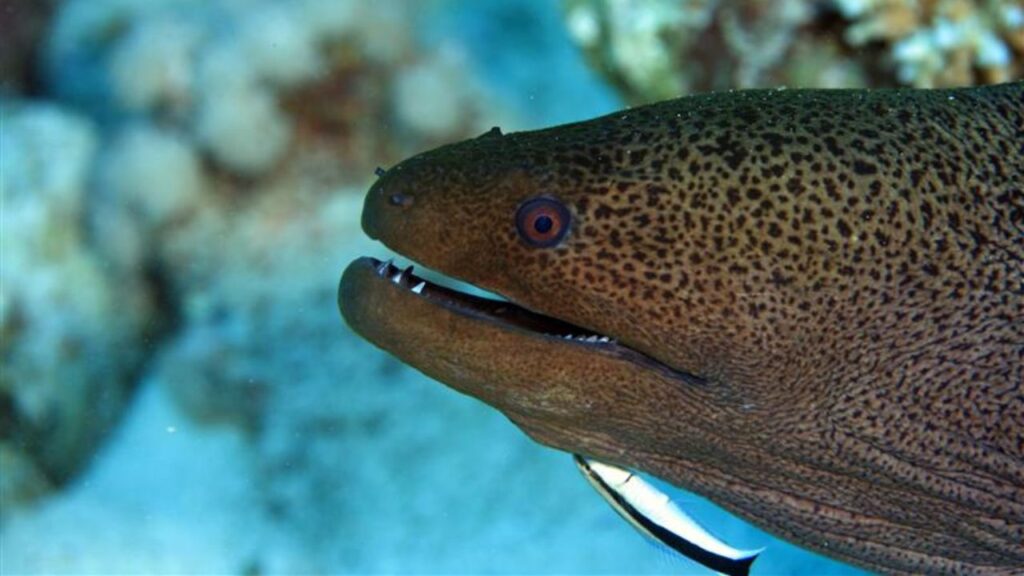 Moray Eel
