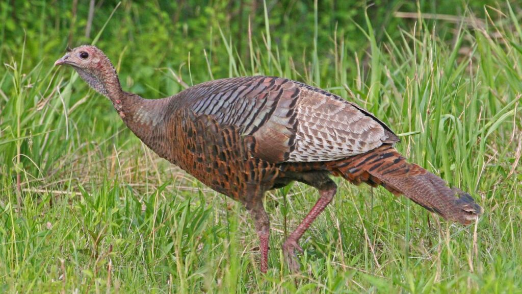 Wild Turkey