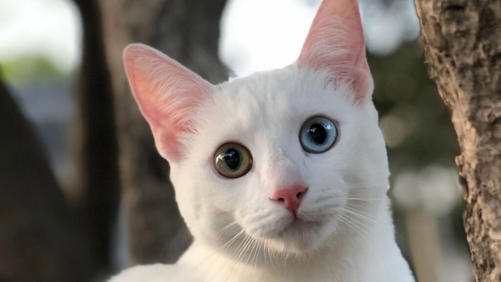 Khao Manee Cat