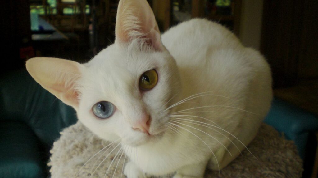 Khao Manee Cat